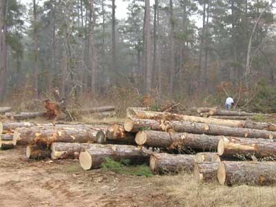 Log harvest